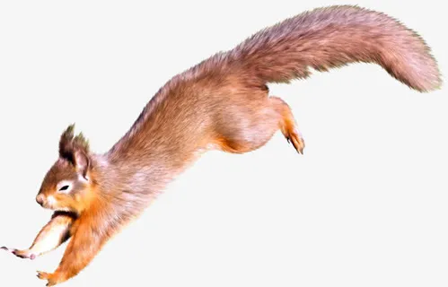 奔跑的松树免抠