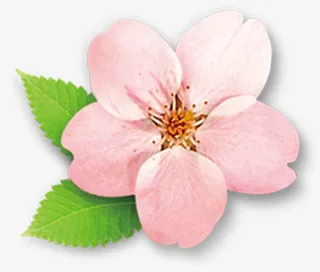 微立体装饰手绘桃花素材免抠