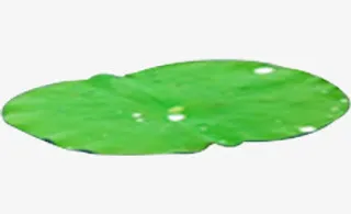 荷叶免抠