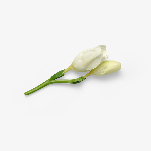 白花自然植物枝叶花瓣免抠