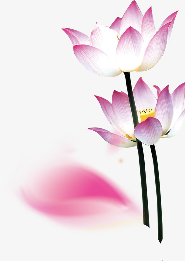 荷花免抠
