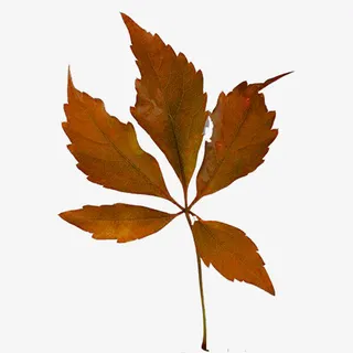 枯枝装饰素材免抠