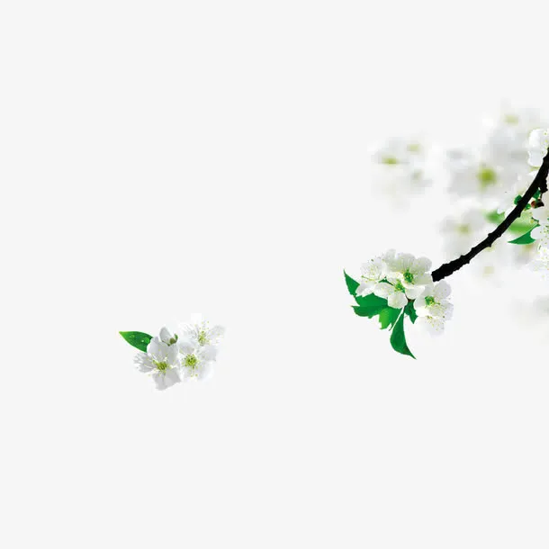 梨花 梨子  花朵 花免抠