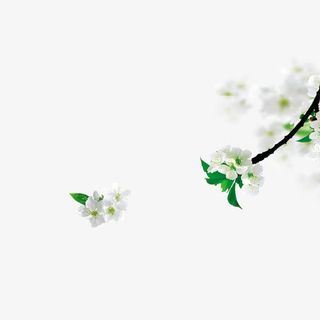 梨花 梨子  花朵 花免抠