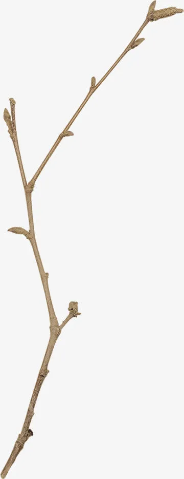 干枝装饰素材免抠