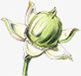 鲜花相框素材创意花卉图片免抠