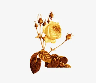 高贵金色花免抠
