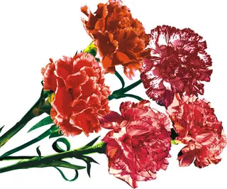 手绘康乃馨免抠