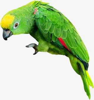 绿色鹦鹉小鸟素材免抠