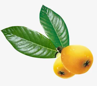 绿色枇杷叶免抠