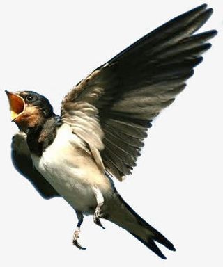 可爱黑色鸟儿设计免抠