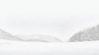 白色冬日洁净树林免抠