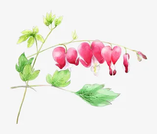 手绘红色花骨朵 绿叶免抠