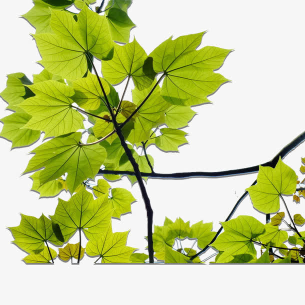 绿色植物素材免抠