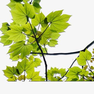 绿色植物素材免抠