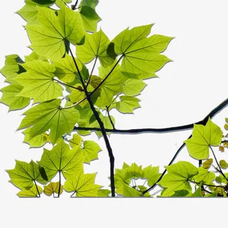 绿色植物素材免抠 绿色植物素材免抠