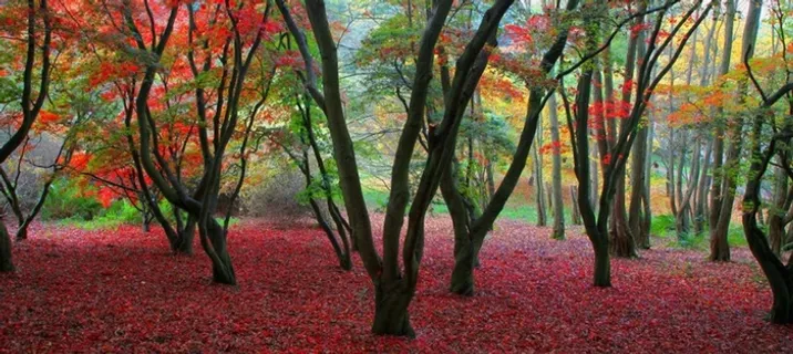 秋冬树林落叶海报背景banner高清