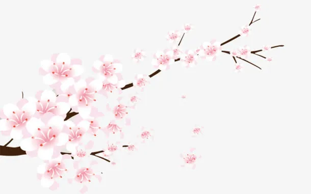 花枝免抠