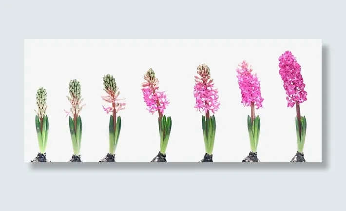 粉红色鲜花生长过程免抠