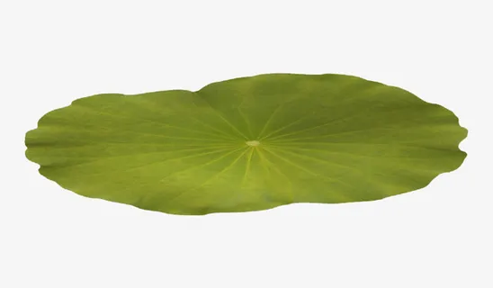 一片荷叶免抠 一片荷叶免抠