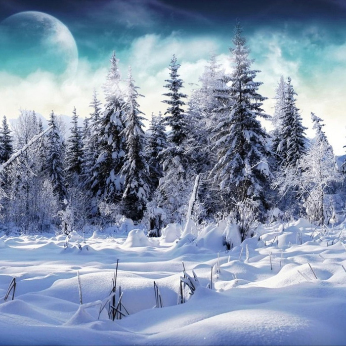 冬天树木松树雪地背景高清