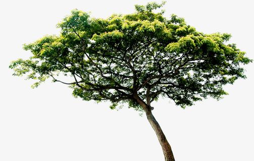 春天苍天大树图片免抠