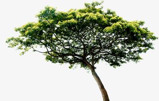 春天苍天大树图片免抠