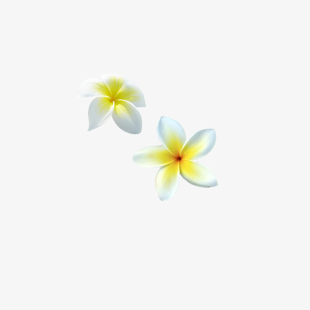 鸡蛋花免抠
