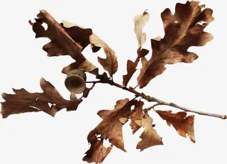 棕色枯枝枯叶免抠