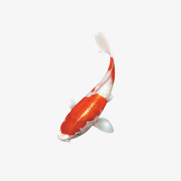 红色新年春节鲤鱼元素免抠