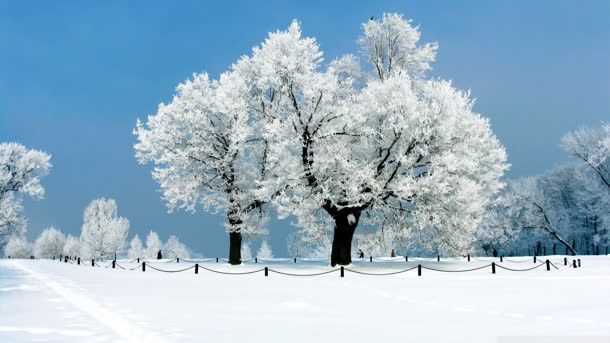 高清摄影唯美壁纸雪地大树免抠