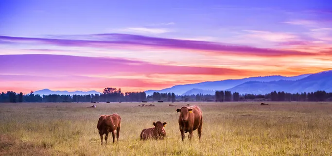 晚霞草地背景图高清