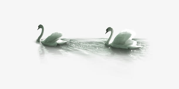 水中的天鹅免抠