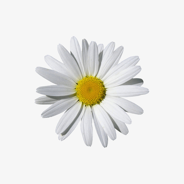 白色小雏菊免抠素材免抠