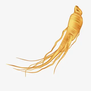 人参矢量图免抠