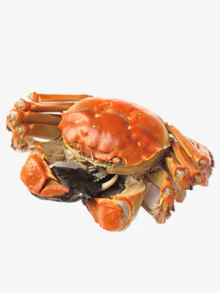 金秋大闸蟹免抠