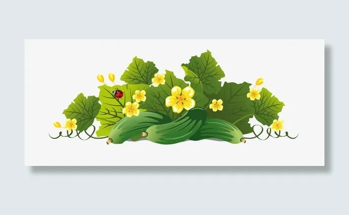 青瓜黄瓜免抠