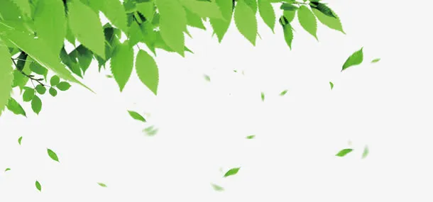漂浮元素 花瓣 树叶专辑 绿色免抠