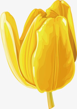 郁金香康乃馨郁金香春天免抠