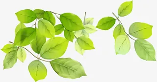 绿色清爽树叶风景春天装饰免抠