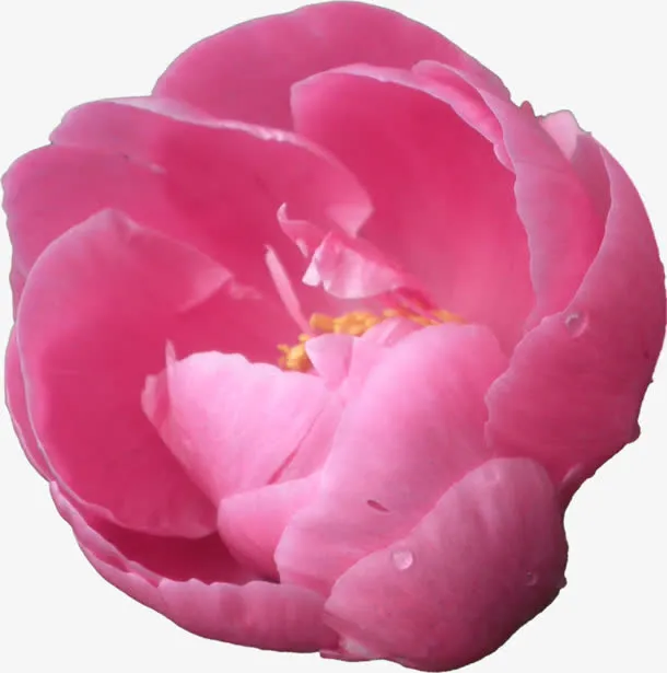红色花朵水红色花瓣免抠