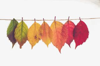 秋天枫叶素材免抠