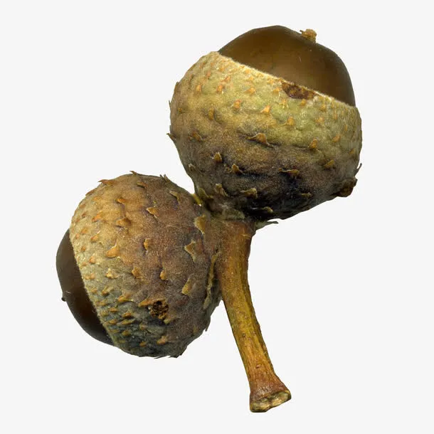 棕色松果果枝免抠