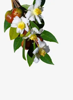 山茶树上的花免抠 山茶树上的花免抠