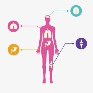 矢量人体器官分布图免抠