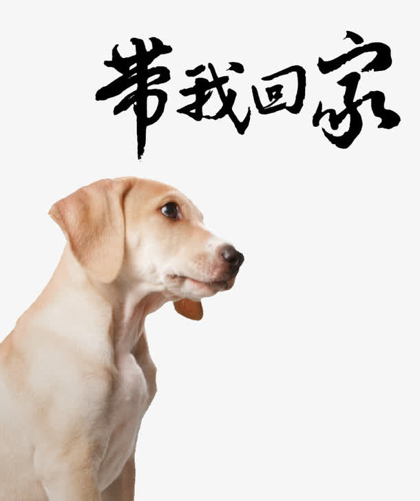 可怜的小狗免抠