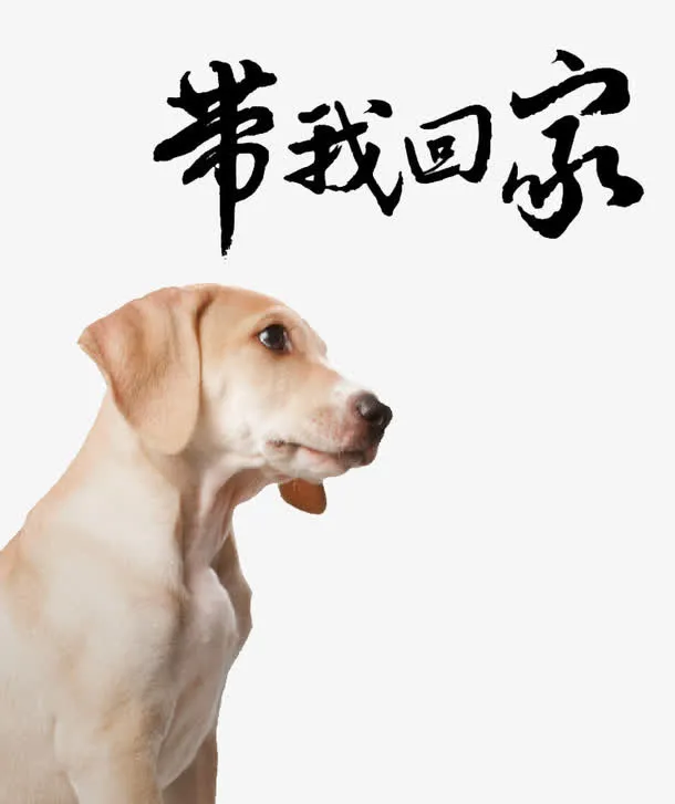可怜的小狗免抠