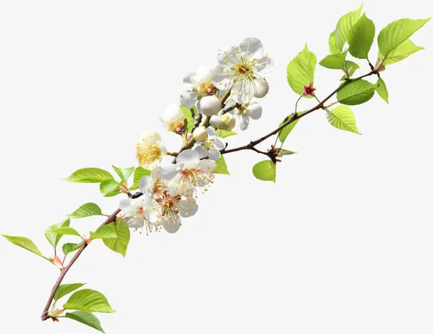 樱花免抠