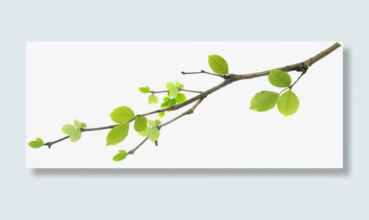 清爽清新春天树枝免抠