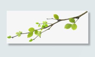 清爽清新春天树枝免抠